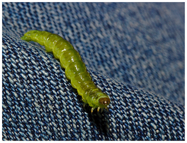 Caterpillar IMG_0838