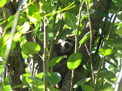Baby raccoon in a pear tree
