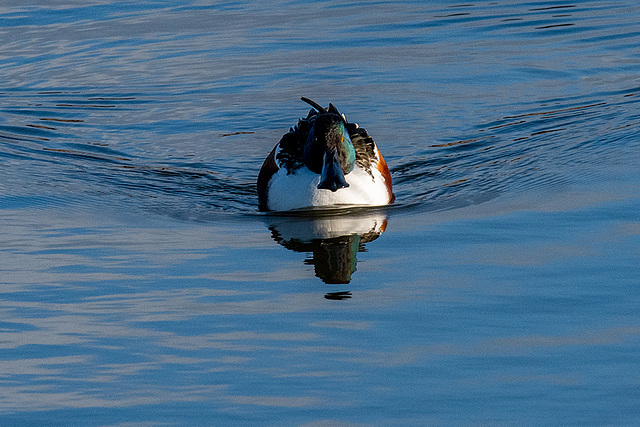 Shoveler duck