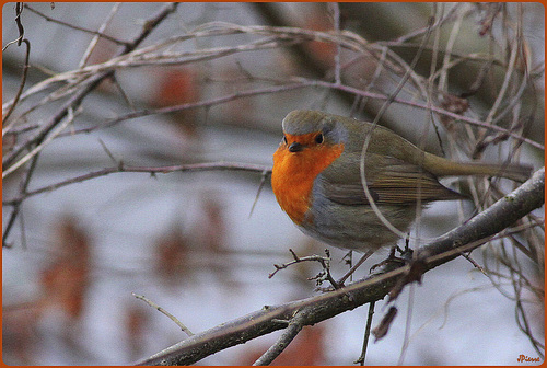 Rouge Gorge