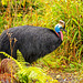 Cassowary