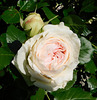 Une rose pour tous**************