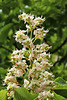 Kastanienblüte - Fleur de châtaignier - Chestnut blossom