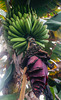 Bananen
