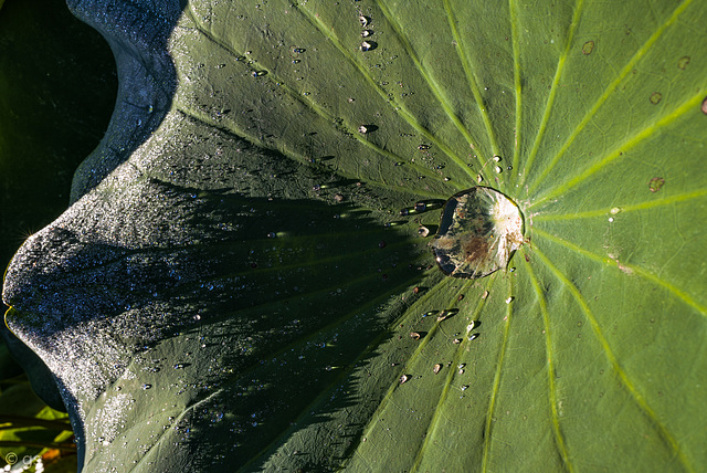 Nelumbo nucifera