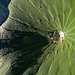 Nelumbo nucifera