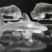 Lalique glass shark (Explored)