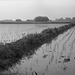 Rice paddy