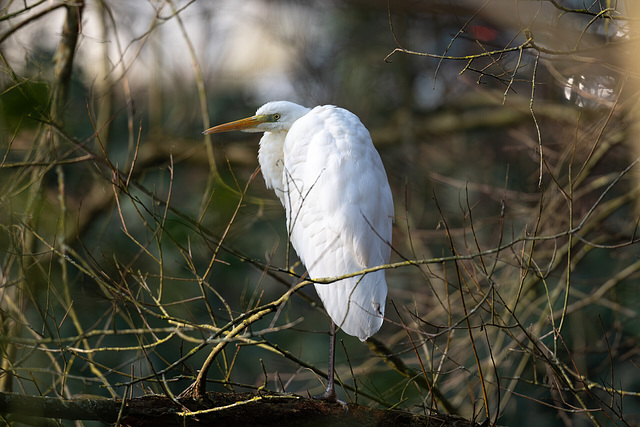 Ein seltener Gast an der Wandse