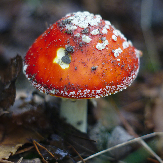 Amanita muscaria