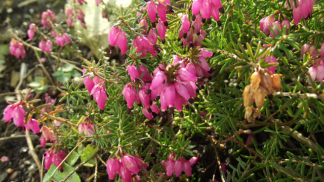 Lovely pink heather