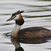 EF7A8377Greatcrestedgrebe