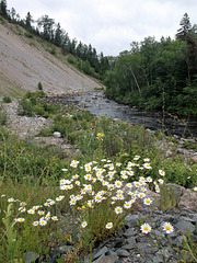 Fleurs sauvages sur route déserte