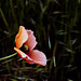 Einsame Mohnblume - Lonely poppy