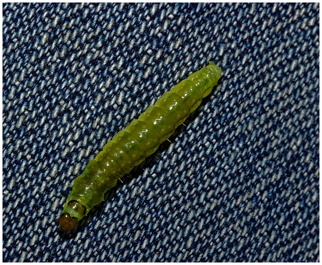 Caterpillar Oxshott Heath IMG_0839