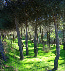 Early summer greenery near Valdemorillo, Madrid Province