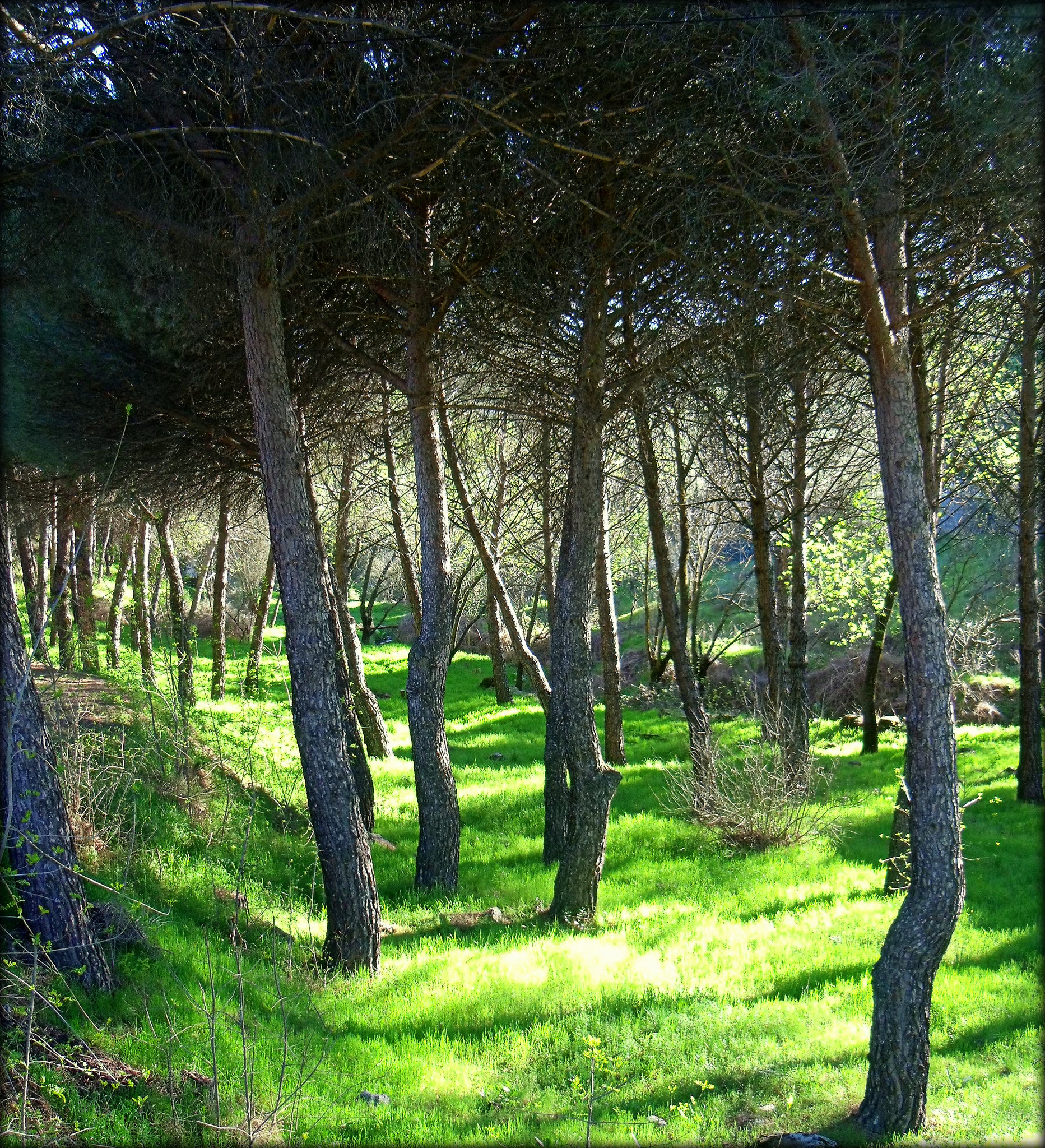 Early summer greenery near Valdemorillo, Madrid Province