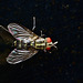 Fly IMG_2554