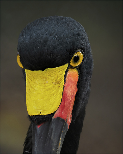 Saddle-billed stork portrait