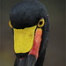 Saddle-billed stork portrait
