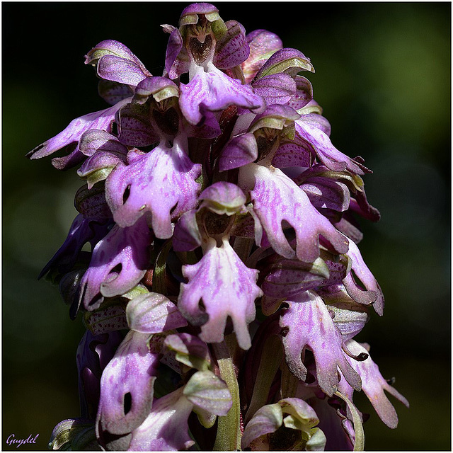 Tête d'orchis