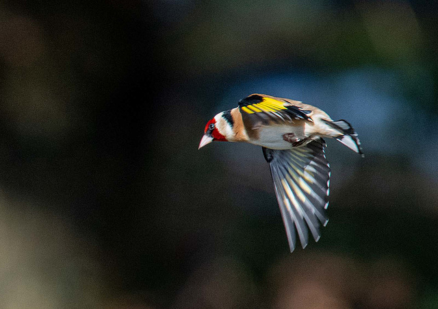 Goldfinch