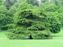 Magnificent Cedar Tree, Himley Estate.