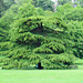 Magnificent Cedar Tree, Himley Estate.