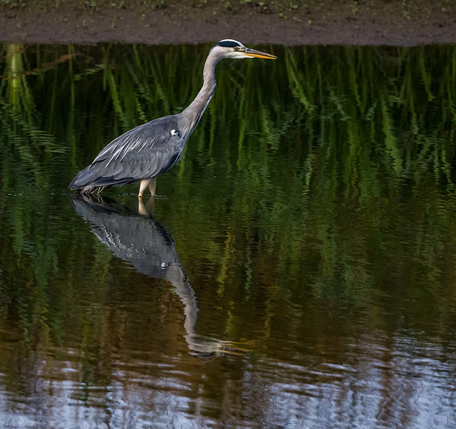 Heron