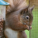 Red Squirrel at breakfast