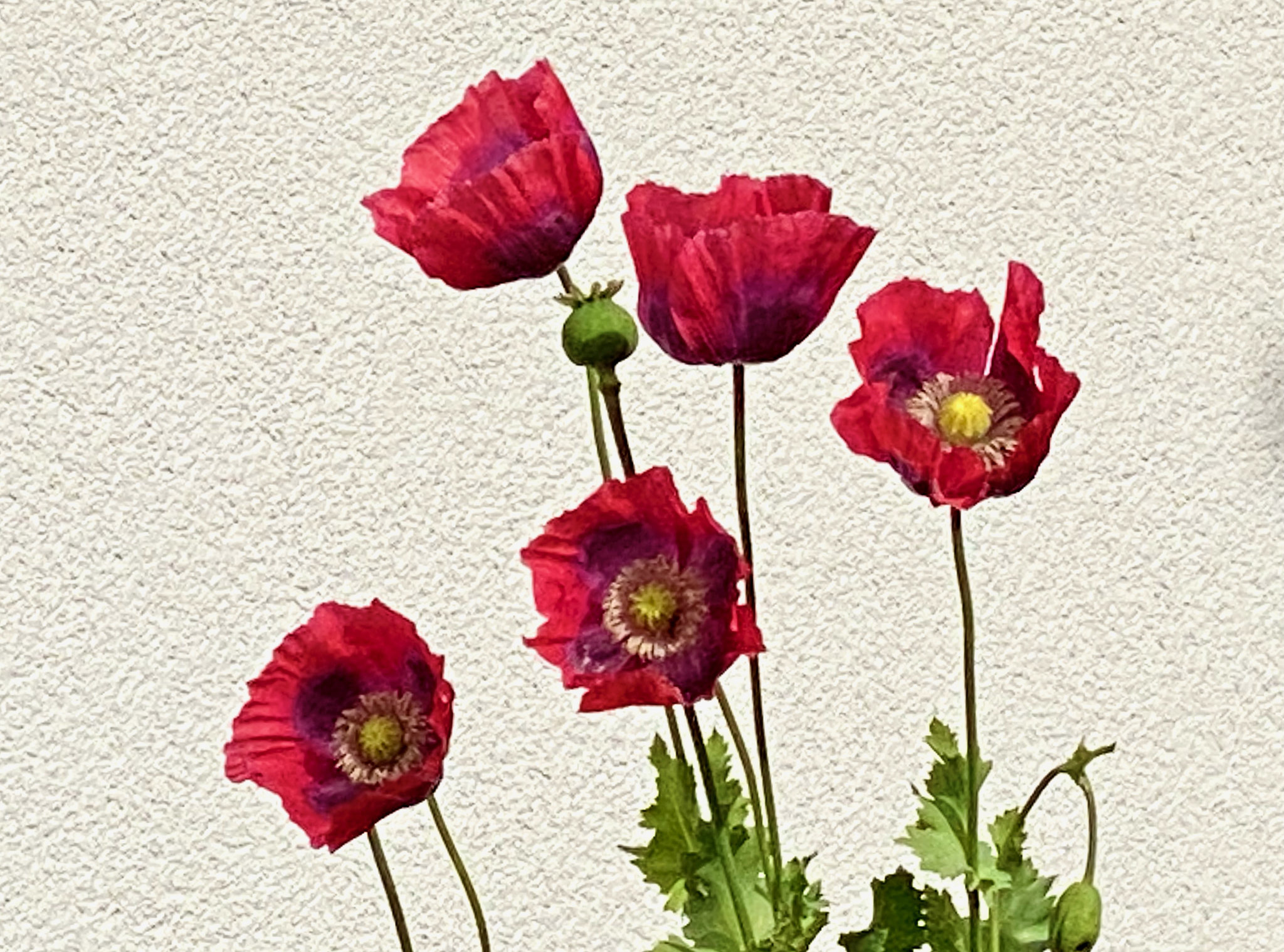 Mohnblüten
