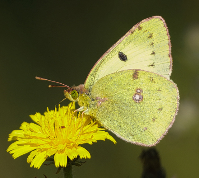 Faszinierende smaragdgrüne Augen - Fascinating emerald green eyes