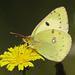 Faszinierende smaragdgrüne Augen - Fascinating emerald green eyes