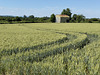 Wheat field and barn