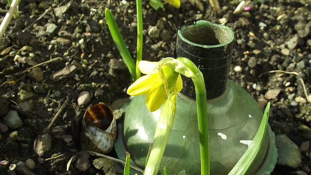 You can see the size of the mini daffodil next to the watering can rose