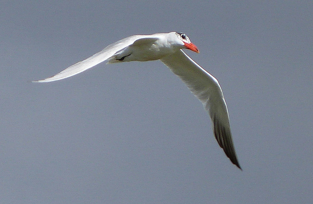 Tern over the sea