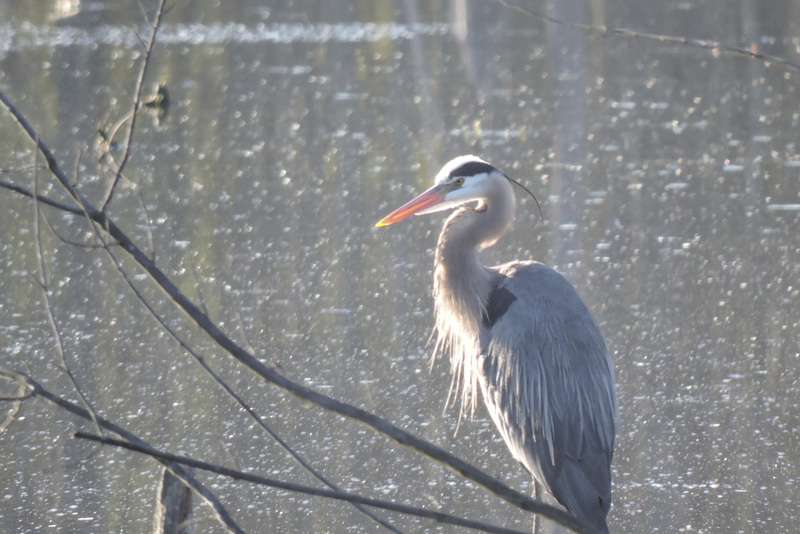 GBH Sapsucker NotDad