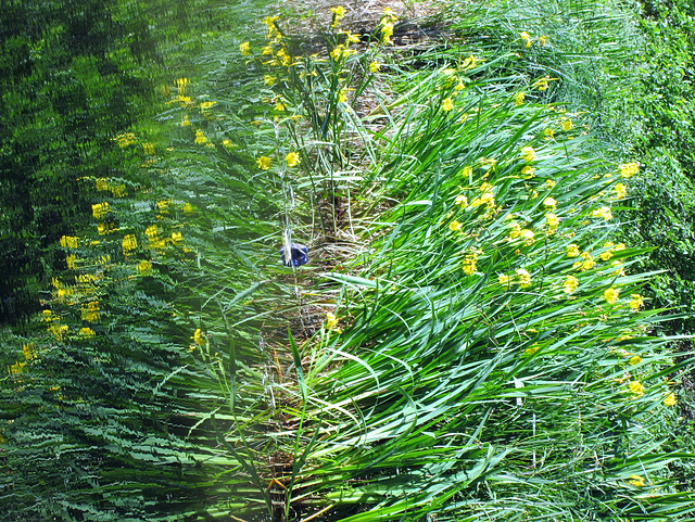 Yellow flag, reflection.