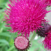 Cirsium rivulare 'Atropurpureum'