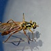 Fly IMG_2556