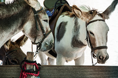 Beach Donkeys