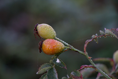 Scavenger hunt 16: autumn berries/leaves