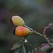 Scavenger hunt 16: autumn berries/leaves