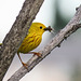 Yellow Warbler with food for his babies