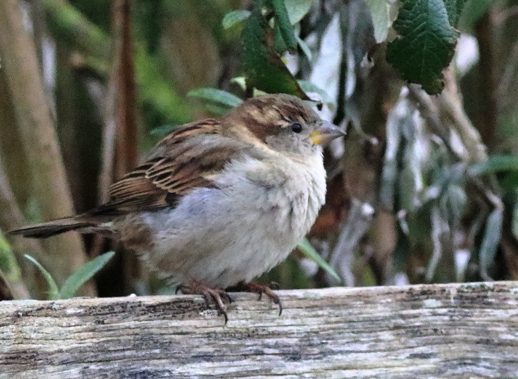 EOS 90D Peter Harriman 13 24 35 57361 sparrow dpp