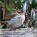 EOS 90D Peter Harriman 13 24 35 57361 sparrow dpp