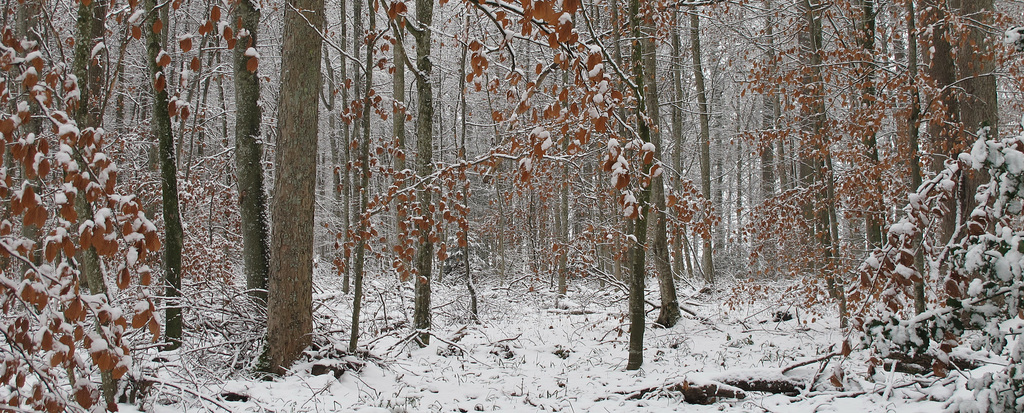 Bischofshau-Stille