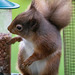 Red Squirrel at breakfast