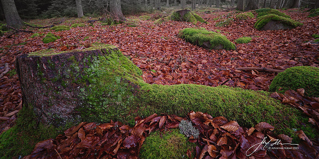 Wald im Wandviertel