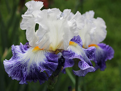 Tall Bearded Iris